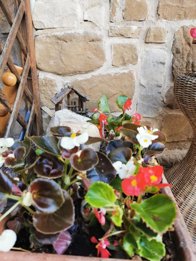 Casa Phoenix Appartamento Piano Terra Immerso Nel Verde A Pochi Minuti Dalla Ciclabile Pieve di Cadore Εξωτερικό φωτογραφία